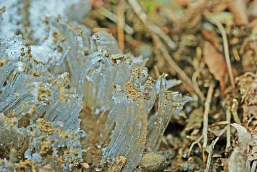 Macro Picture of Ice Crystals Exuding out of a Ground Spring in Winter in the Great Smoky Mountains in North Carolina