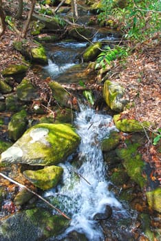 Tiny Creek in a Mountain Forest near Noland Creek in the Great Smoky Mountains in North Carolina