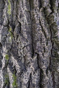 Detail of old rough and embossed tree bark, nature