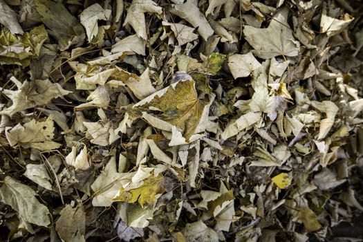 Detail of fall of leaves in autumn, cold and change of season