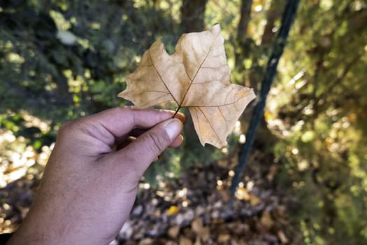 Detail of fall of leaves in autumn, cold and change of season