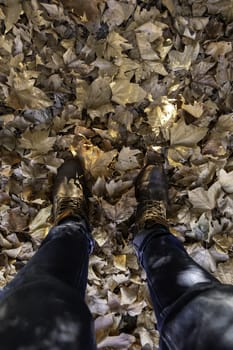 Detail of a walk through the forest on an autumn day, autumn season