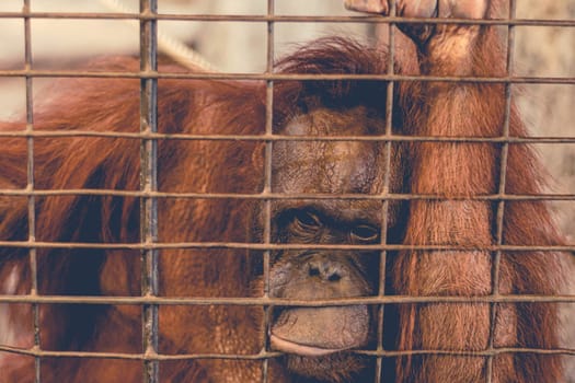 a monkey feeling loneliness and sadness behind jail. the eyes of a monkey as a result of being placed in a cage in the zoo