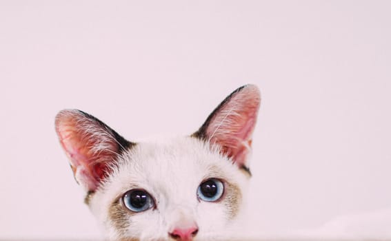 Closeup Shot Of A cute Cat sitting In A Cardboard Box On A White wall