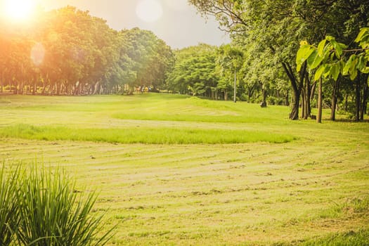 Beautiful morning light in public park with green grass field and green fresh tree plant