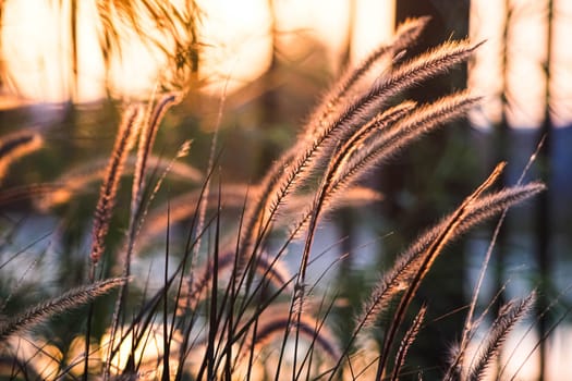 meadow grass flower blooming spring nature in the morning  wallpaper. Little white wildflower in the golden rays of sunset. Beautiful flower grass little white in a meadow nature with sun