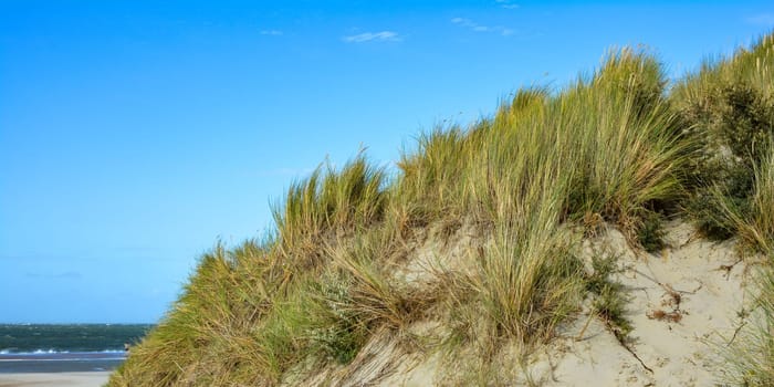 Beach oat in the sandy dunes on the North Sea coast  with blue sky