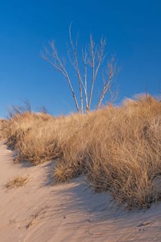 Young Tree Shooting Up Over the Sand Dunes and Grasses in Indiana Dunes National Park in Indiana