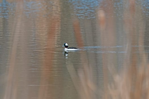 A Bufflehead Swimming in a Wetland Pond in Crabtree Nature Center in Illinois