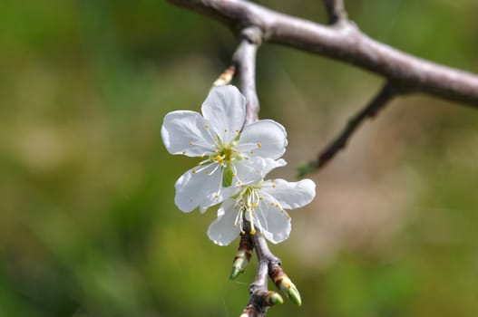 Cherry blossoms in a garden