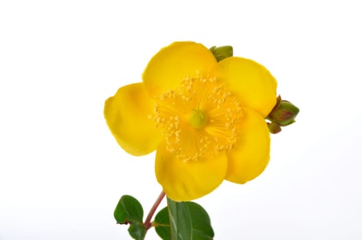 Ornamental St. John's Wort on a white background