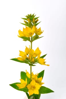 Lysimachus on a white background