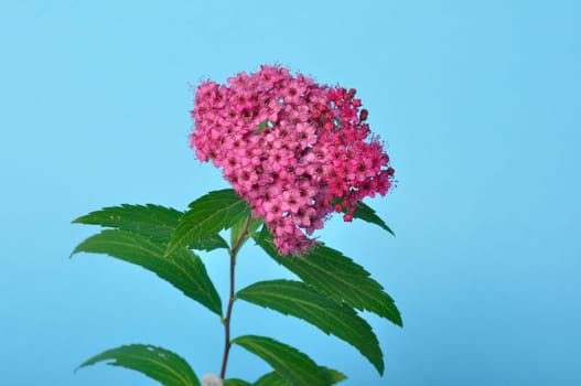 A bungei clerodendron studio shot