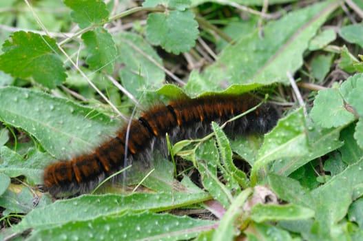 fox moth caterpillar on grass