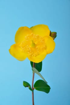 Ornamental St. John's Wort on a blue background