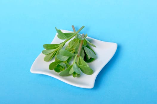 purslane in a saucer on a blue background