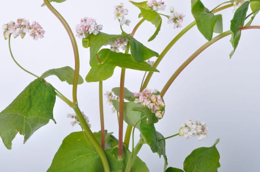 buckwheat flowers on a white background