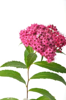 A bungei clerodendron studio shot