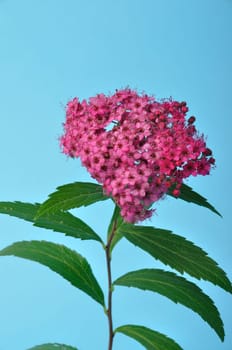 A bungei clerodendron studio shot