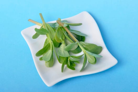 purslane in a saucer on a blue background