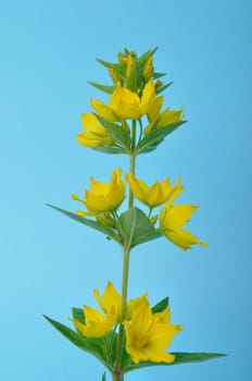 Lysimachus on a blue background