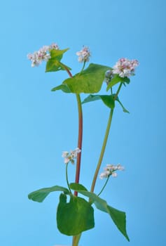 buckwheat flowers on a blue background
