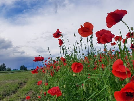 A field of red poppies. Blue sky and green field full of red poppies.