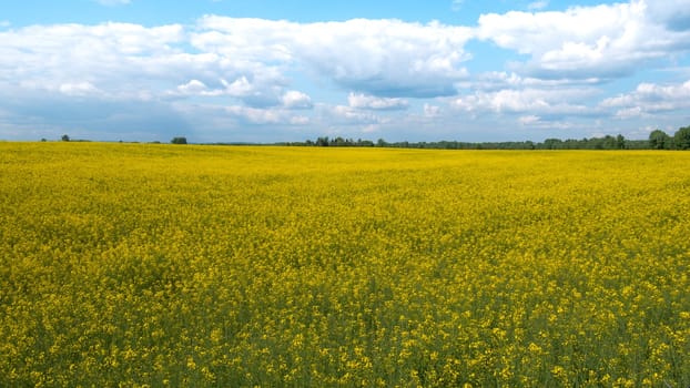 A vast field with yellow flowers and a cloudy sky