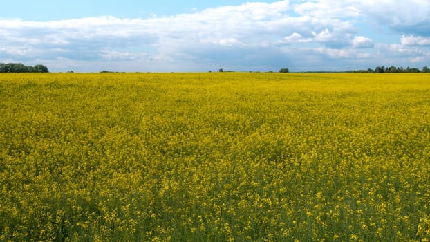 A vast field with yellow flowers and a cloudy sky