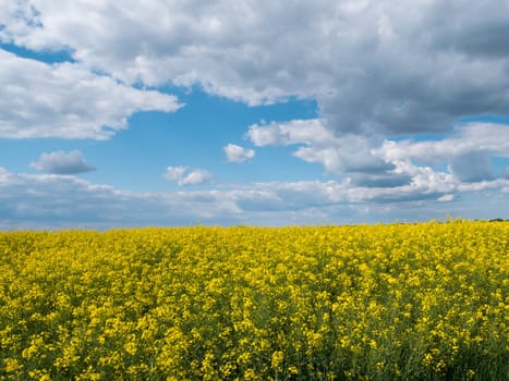 A vast field with yellow flowers and a cloudy sky