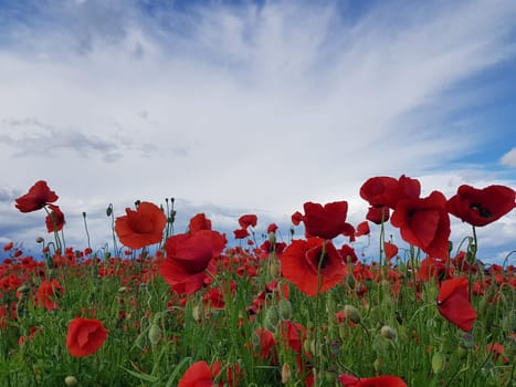A field of red poppies. Blue sky and green field full of red poppies.