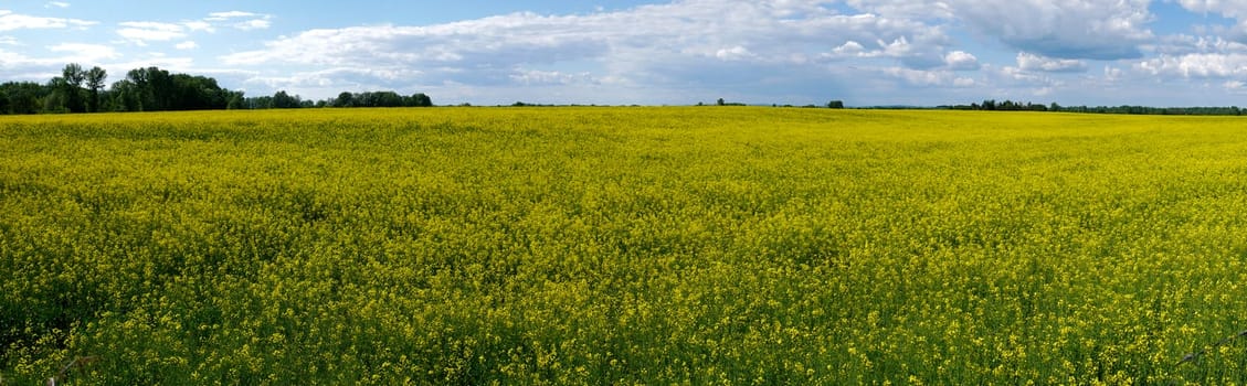A vast field with yellow flowers and a cloudy sky