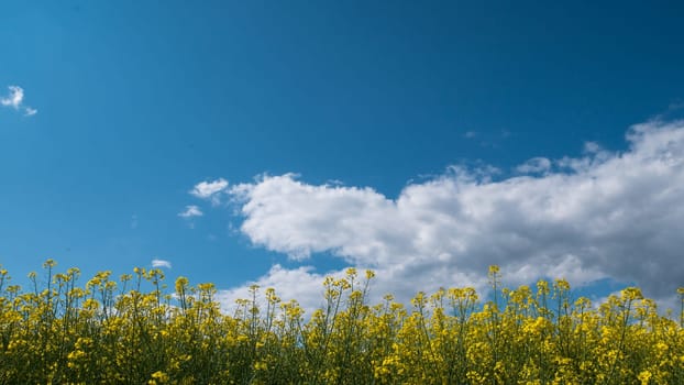 A vast field with yellow flowers and a cloudy sky