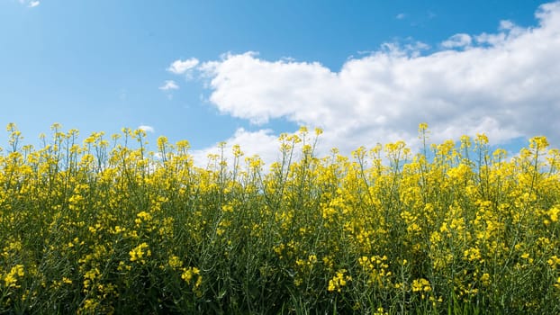 A vast field with yellow flowers and a cloudy sky