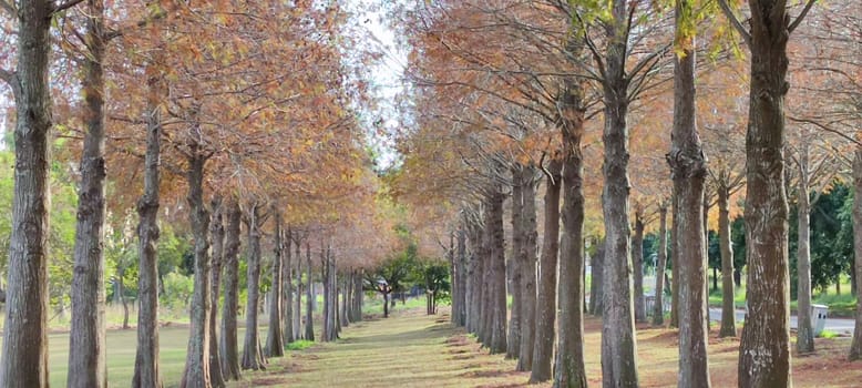 The pine trunks with forest on a background