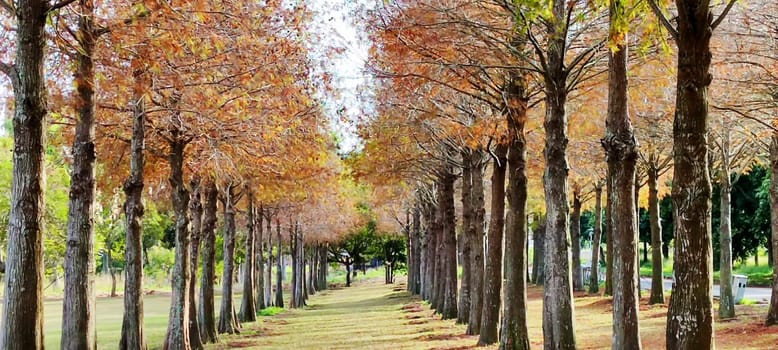 The pine trunks with forest on a background