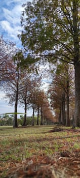 The pine trunks with forest on a background