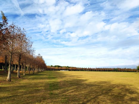 The pine trunks with forest on a background