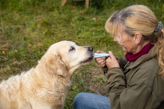 Detail of an elderly Golden Retriever getting a dog treat with feed tube.