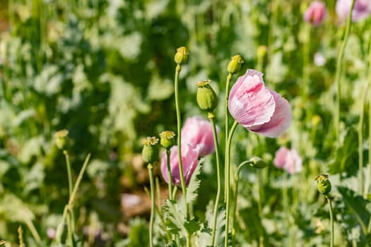 Beautiful pink poppies in blossom on a summer meadow