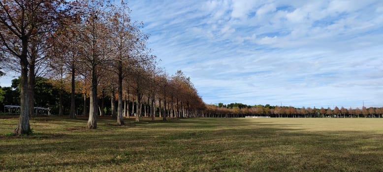 The pine trunks with forest on a background