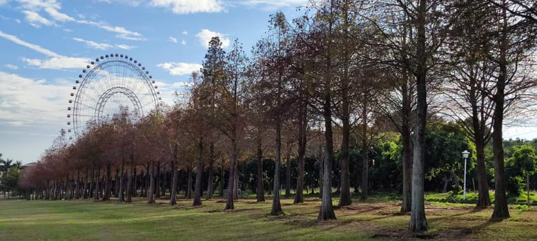 The pine trunks with forest on a background