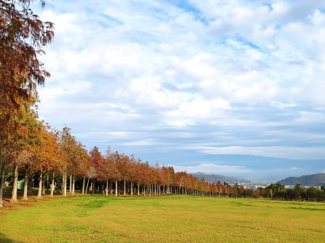 The pine trunks with forest on a background