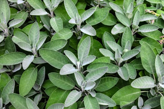 Sage cultivated on a field. Full Frame shot.
