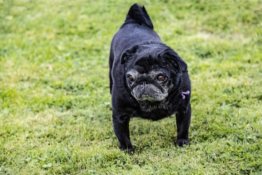 Black senior pug posing on green meadows.