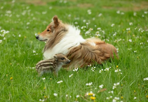 Wild Boar playing with Collie on a meadow in springtime