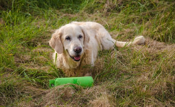 Portrait from old senior Golden Retriever with green Dummy