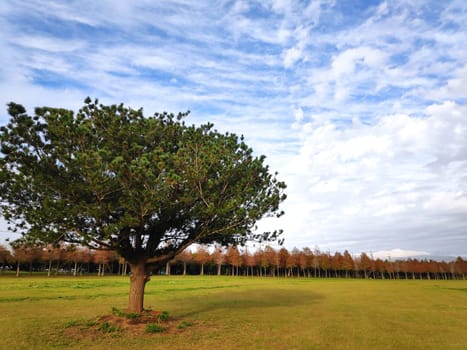 The pine trunks with forest on a background