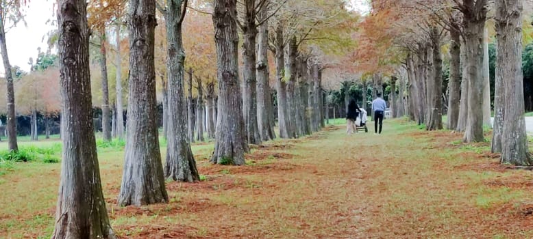 The pine trunks with forest on a background