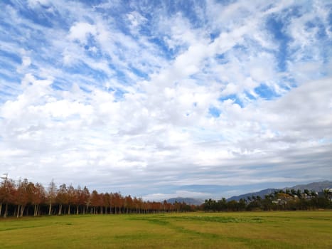 The pine trunks with forest on a background